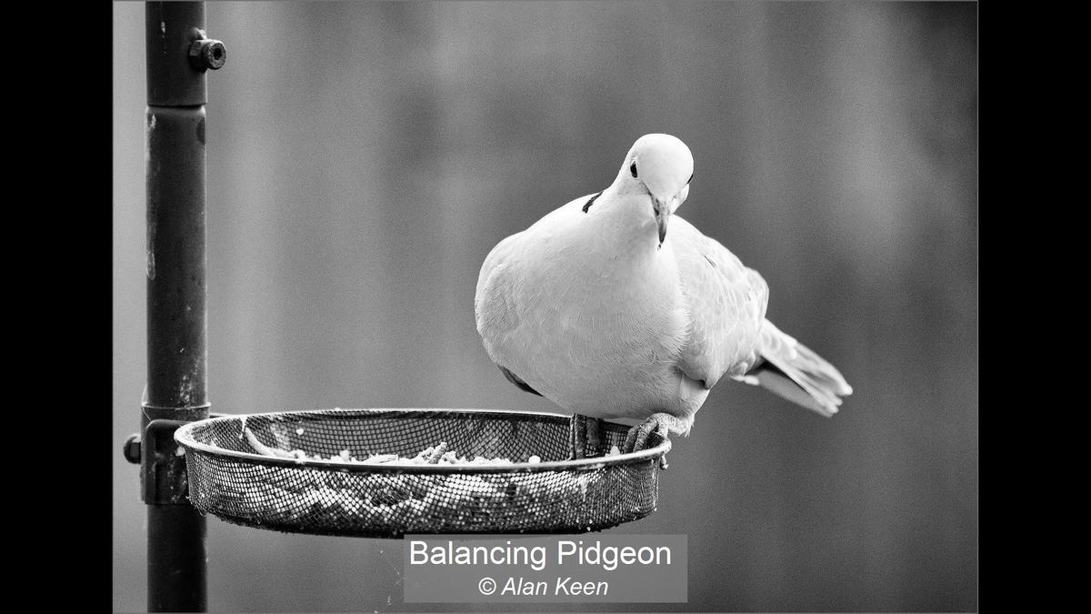 19_Balancing Pidgeon_Alan Keen